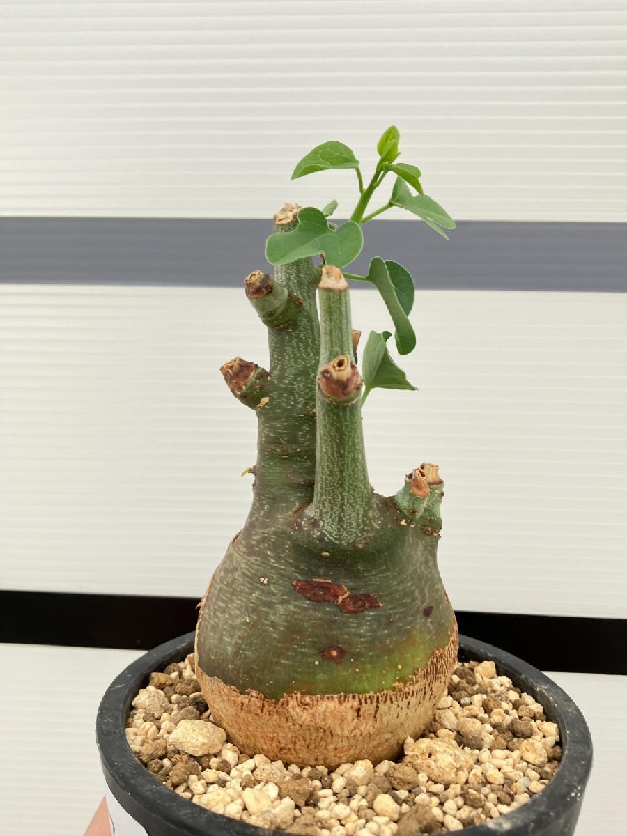 5279 「塊根植物」アデニア スピノーサ 植え【発根未確認・Adenia spinosa・多肉植物・丸株・美株】の画像1