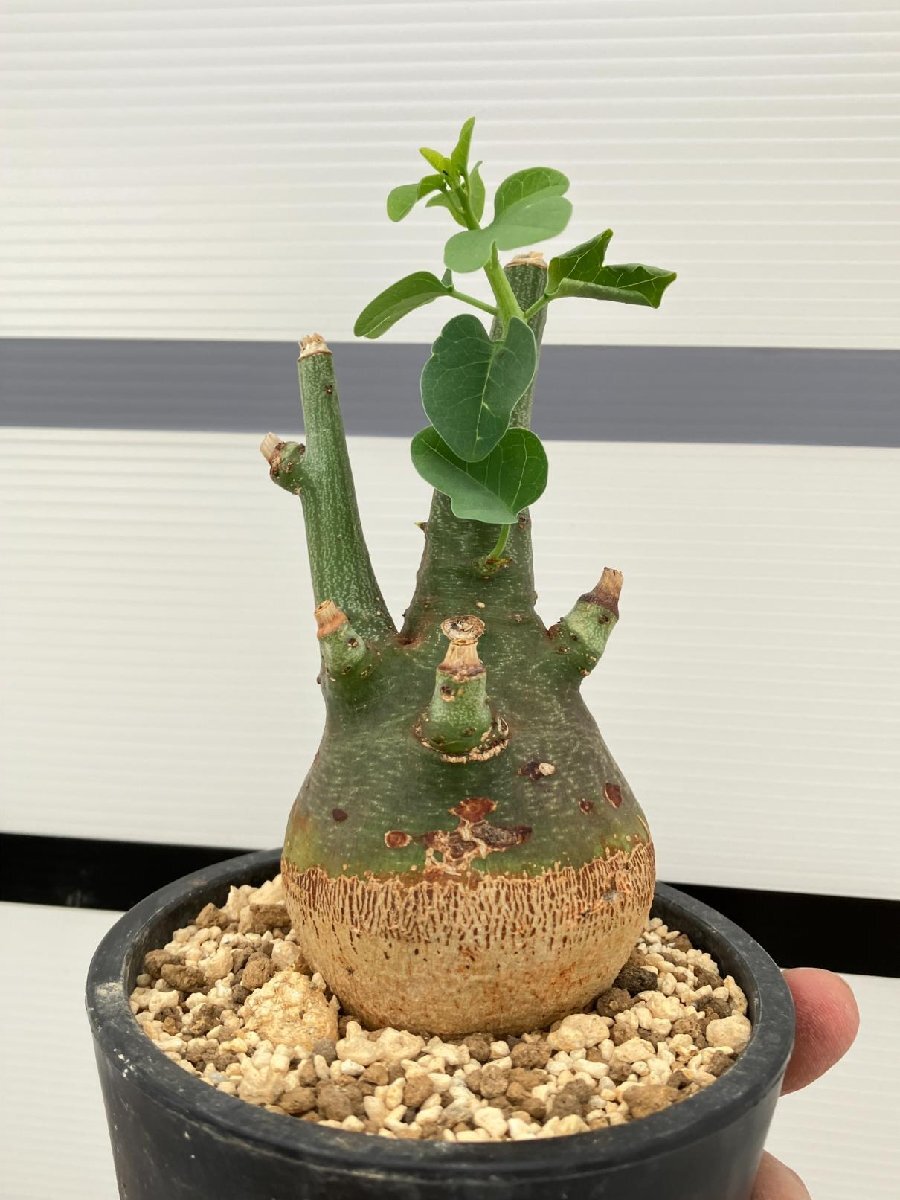 5279 「塊根植物」アデニア スピノーサ 植え【発根未確認・Adenia spinosa・多肉植物・丸株・美株】の画像2