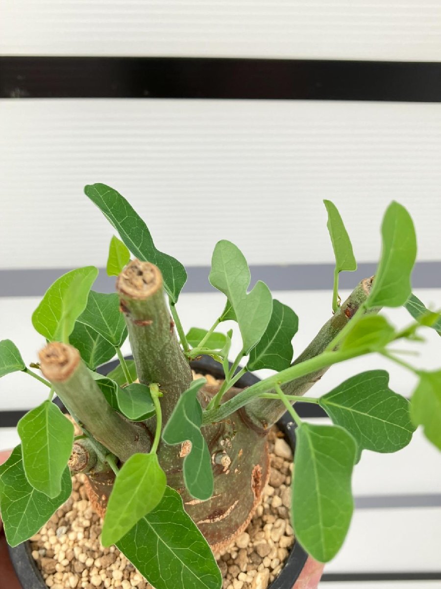 5280 「塊根植物」アデニア スピノーサ 植え【発根未確認・Adenia spinosa・多肉植物・丸株・美株】の画像4