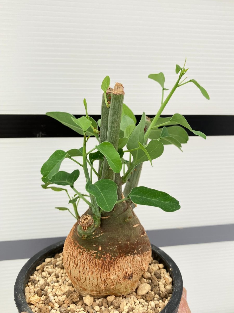 5280 「塊根植物」アデニア スピノーサ 植え【発根未確認・Adenia spinosa・多肉植物・丸株・美株】の画像5