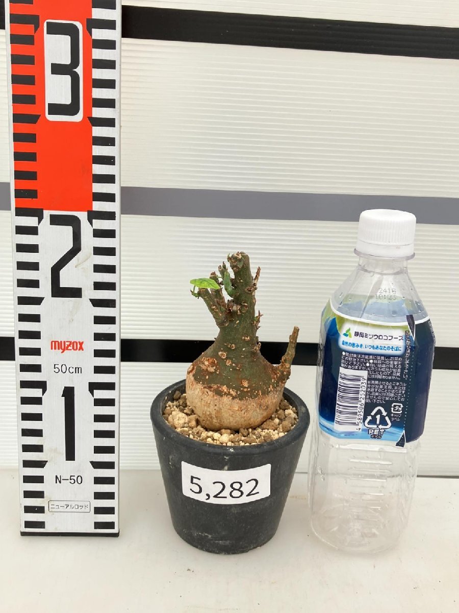 5282 「塊根植物」アデニア スピノーサ 植え【発根未確認・Adenia spinosa・多肉植物・丸株・美株】の画像5