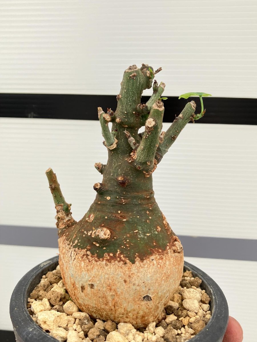 5282 「塊根植物」アデニア スピノーサ 植え【発根未確認・Adenia spinosa・多肉植物・丸株・美株】の画像2