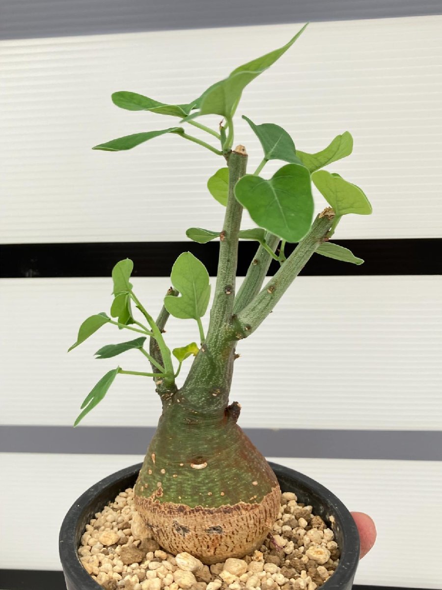 5281 「塊根植物」アデニア スピノーサ 植え【発根未確認・Adenia spinosa・多肉植物・丸株・美株】の画像2