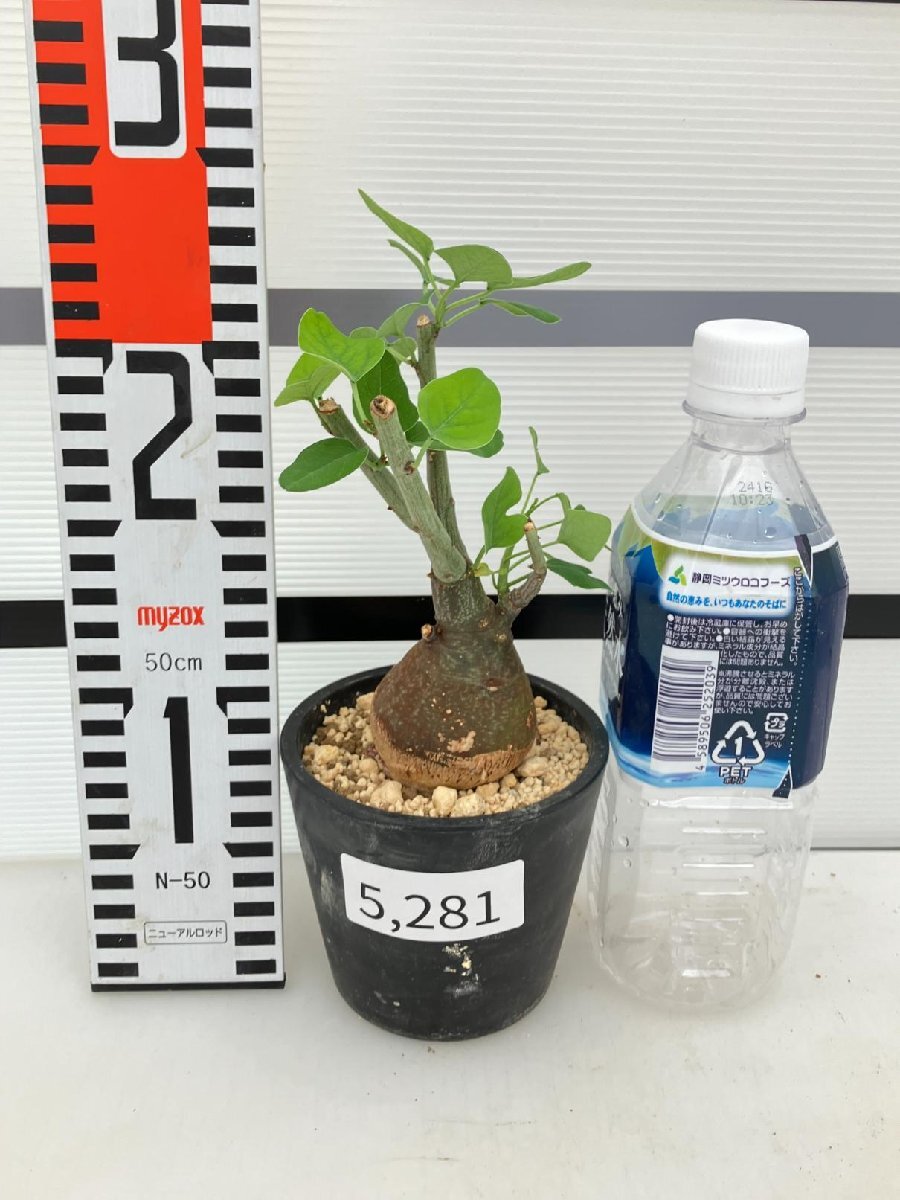 5281 「塊根植物」アデニア スピノーサ 植え【発根未確認・Adenia spinosa・多肉植物・丸株・美株】の画像6