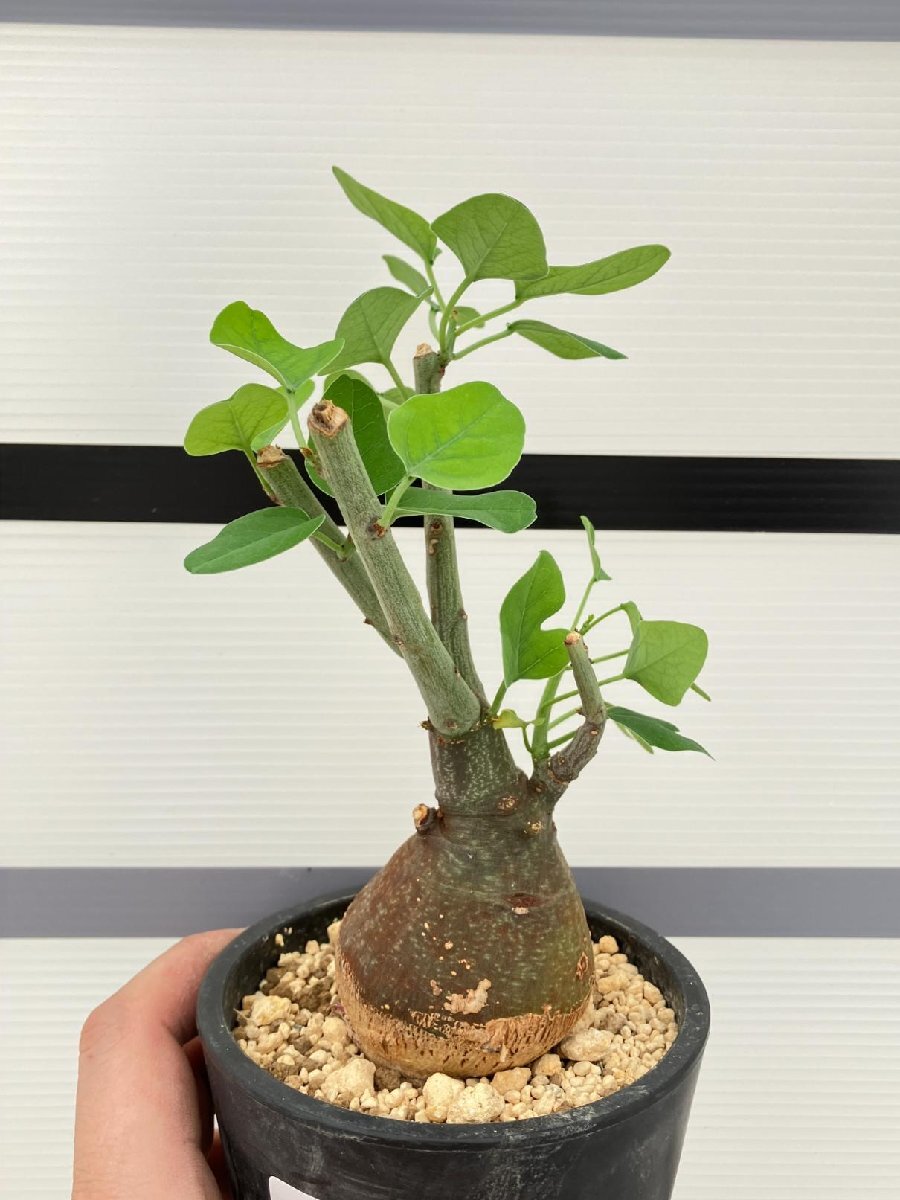 5281 「塊根植物」アデニア スピノーサ 植え【発根未確認・Adenia spinosa・多肉植物・丸株・美株】の画像1