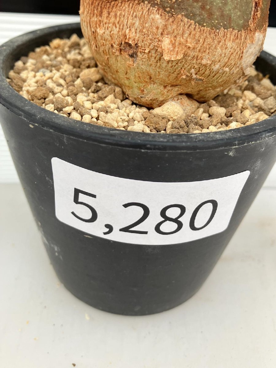 5280 「塊根植物」アデニア スピノーサ 植え【発根未確認・Adenia spinosa・多肉植物・丸株・美株】の画像6