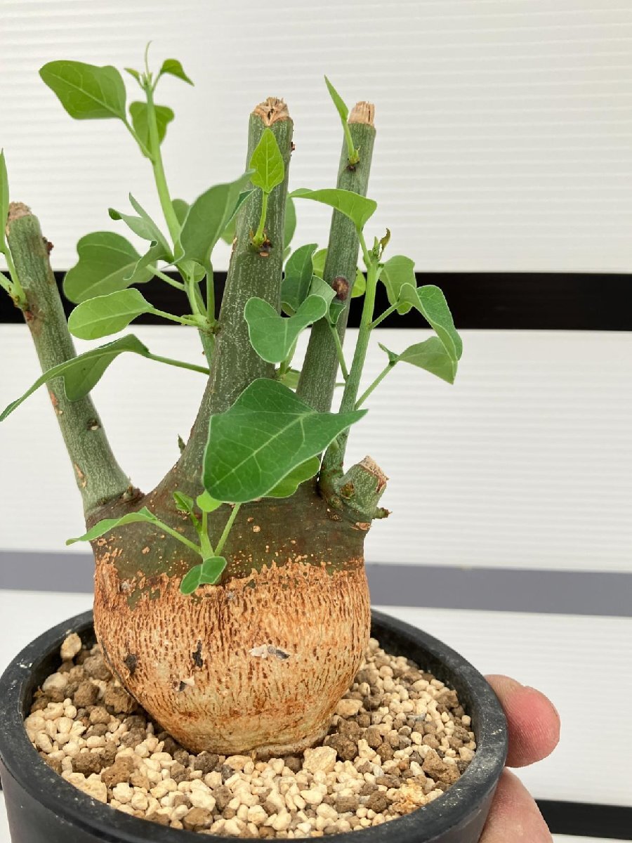 5280 「塊根植物」アデニア スピノーサ 植え【発根未確認・Adenia spinosa・多肉植物・丸株・美株】の画像2
