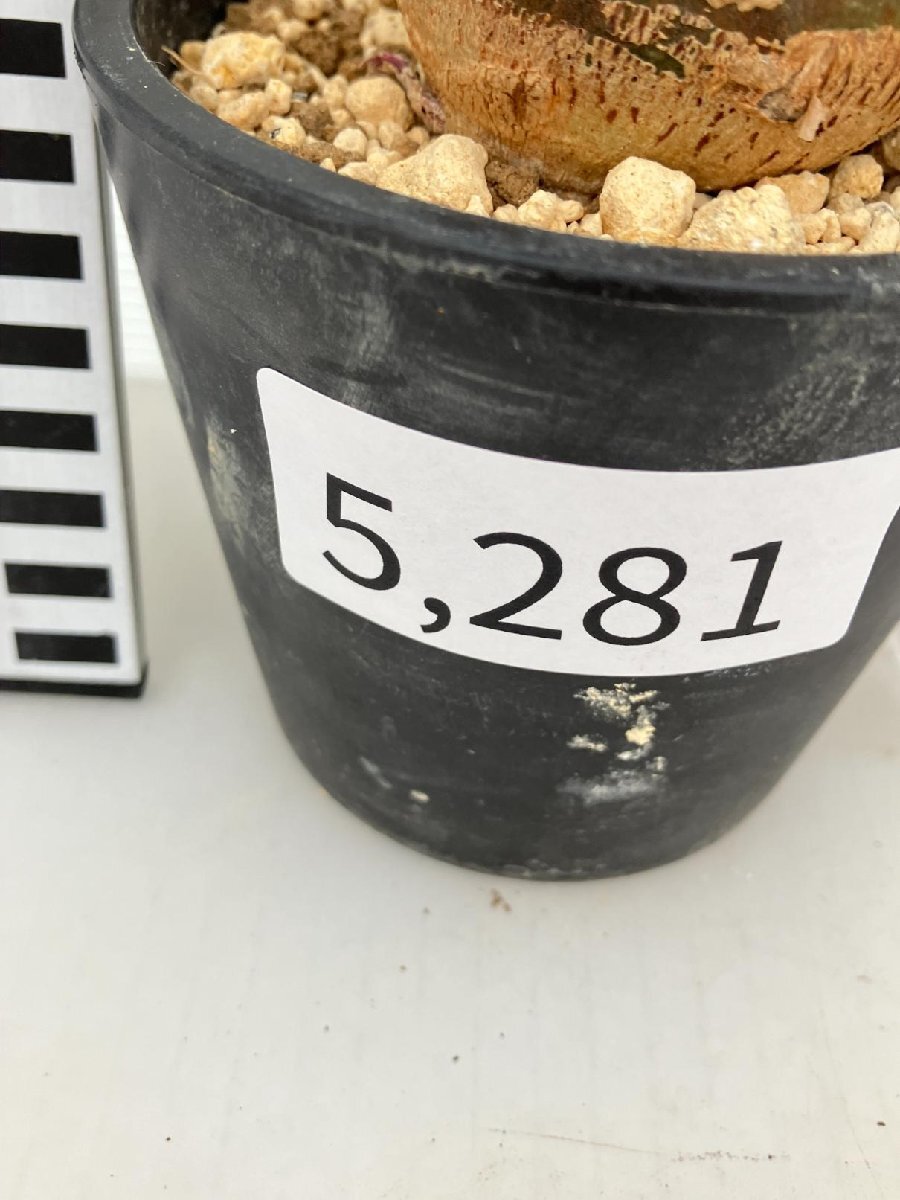 5281 「塊根植物」アデニア スピノーサ 植え【発根未確認・Adenia spinosa・多肉植物・丸株・美株】の画像7
