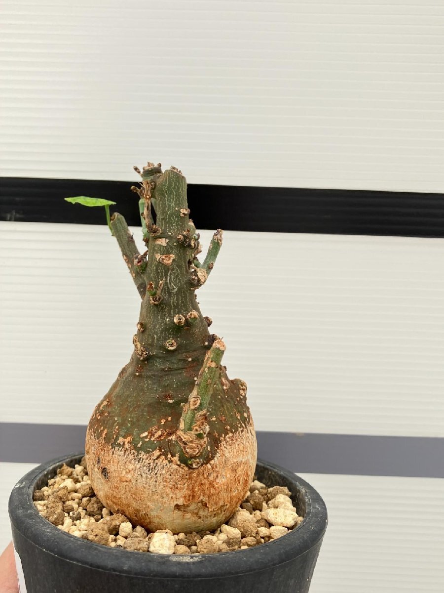 5282 「塊根植物」アデニア スピノーサ 植え【発根未確認・Adenia spinosa・多肉植物・丸株・美株】の画像3
