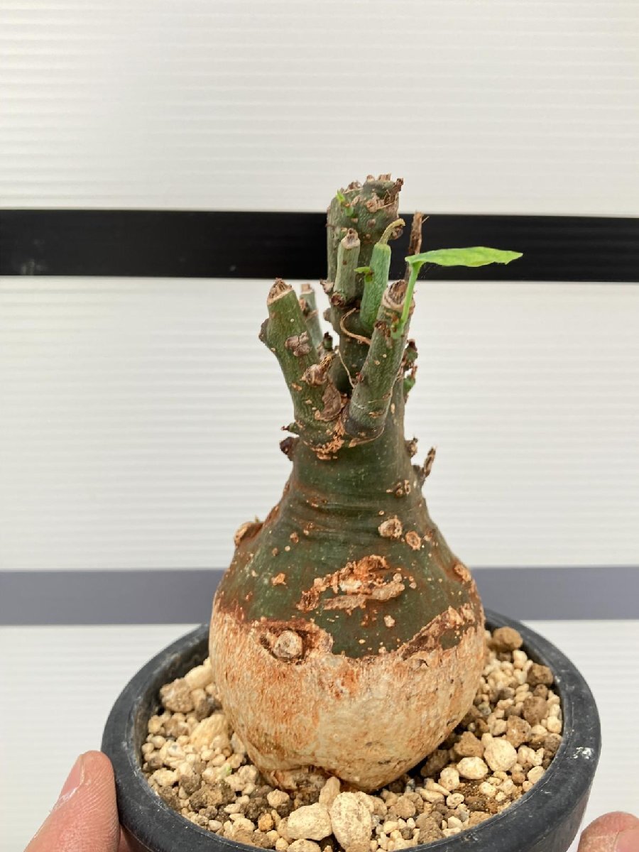5282 「塊根植物」アデニア スピノーサ 植え【発根未確認・Adenia spinosa・多肉植物・丸株・美株】の画像8