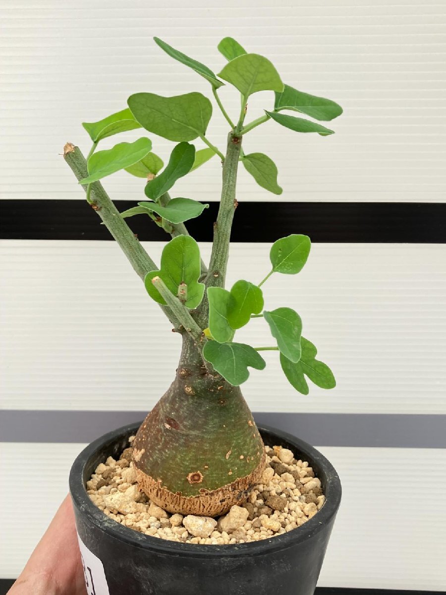 5281 「塊根植物」アデニア スピノーサ 植え【発根未確認・Adenia spinosa・多肉植物・丸株・美株】の画像3