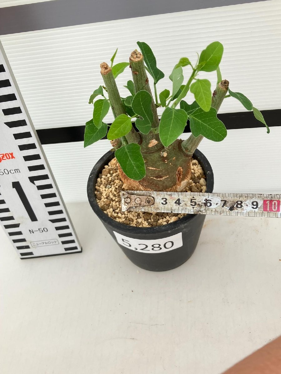 5280 「塊根植物」アデニア スピノーサ 植え【発根未確認・Adenia spinosa・多肉植物・丸株・美株】の画像9