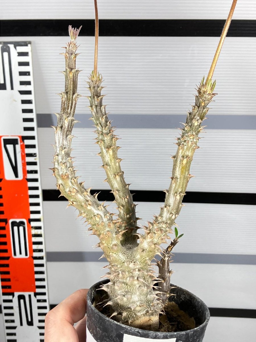 6678 「実生」パキポディウム マカイエンセ 植え【種から発芽！・発根・Pachypodium makayense・塊根植物】の画像1