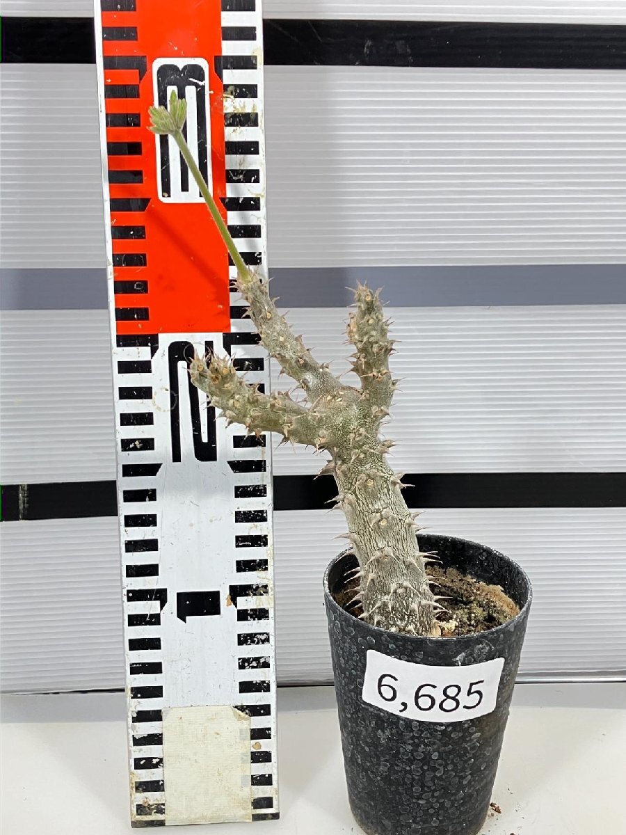 6685 「実生」パキポディウム マカイエンセ 植え【種から発芽！・発根・Pachypodium makayense・塊根植物】の画像5