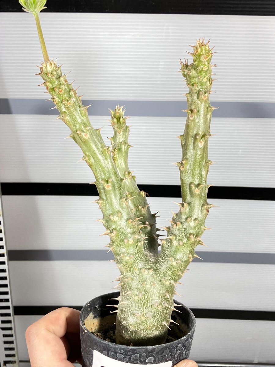 6683 「実生」パキポディウム マカイエンセ 植え【種から発芽！・発根・Pachypodium makayense・塊根植物】の画像1