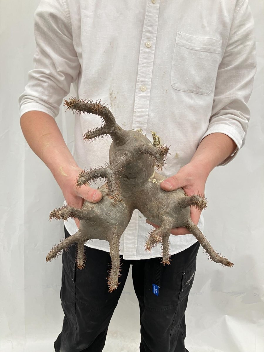 Yahoo!オークション - 6785 「塊根植物」パキポディウム Yahoo!オークション - 6785 「塊根植物」パキポディウム