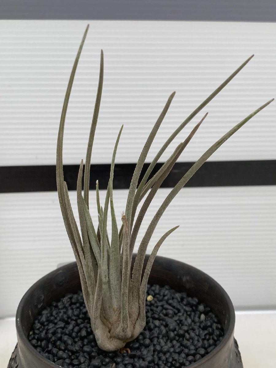 9397 「エアプランツ」tillandsia heteromorpha ×disticha grey 抜き苗【・希少・チランジア】_画像2