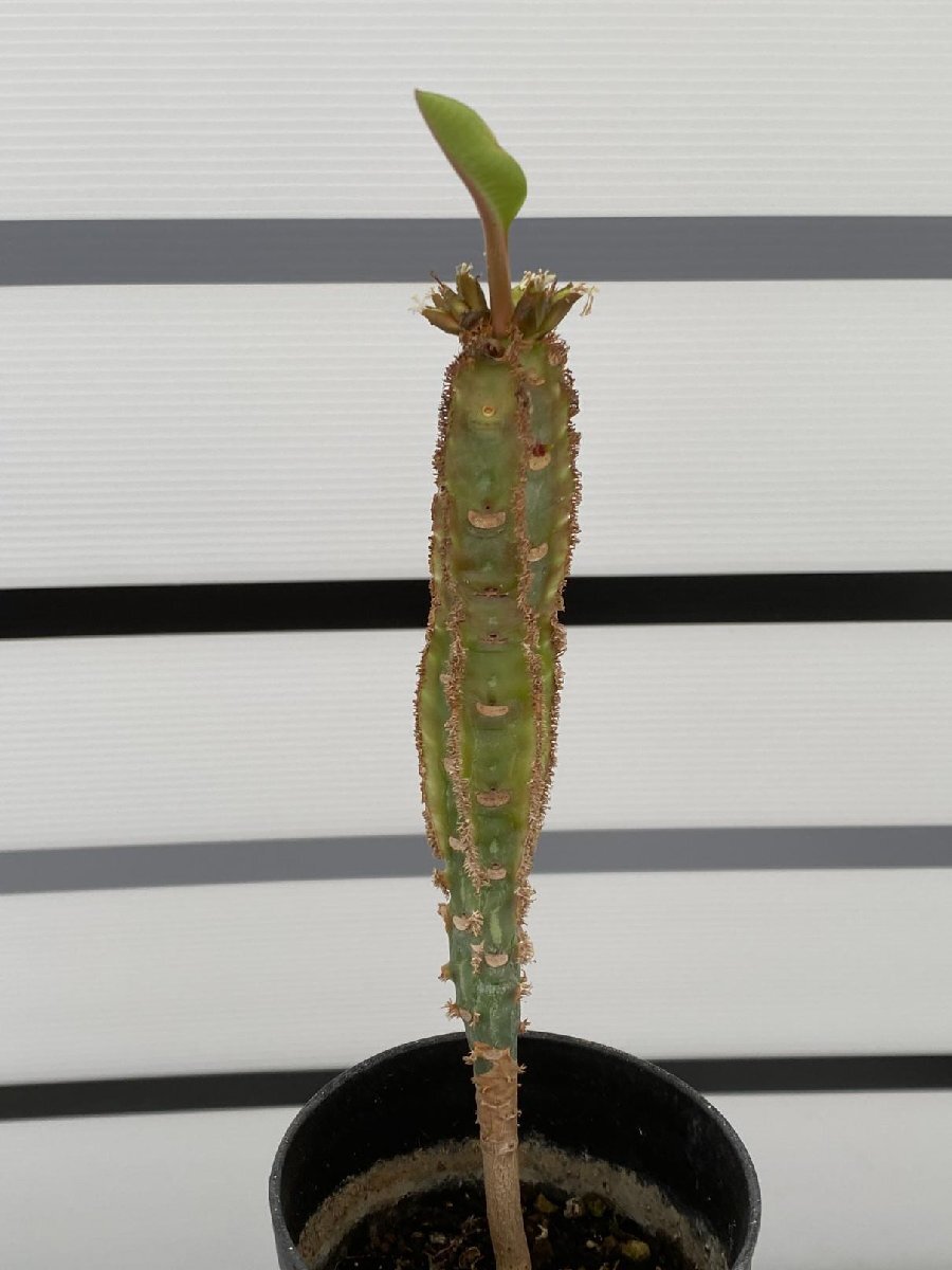 8134 「実生」ユーフォルビア レウコネウラ【種から発芽・白条キリン・Euphorbia leuconeura】の画像4
