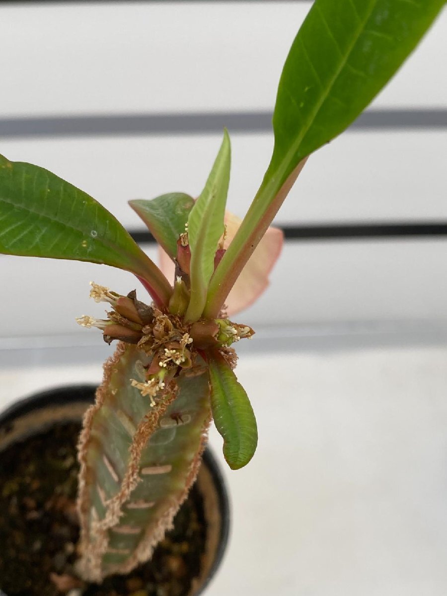 8135 「実生」ユーフォルビア レウコネウラ【種から発芽・白条キリン・Euphorbia leuconeura】の画像9