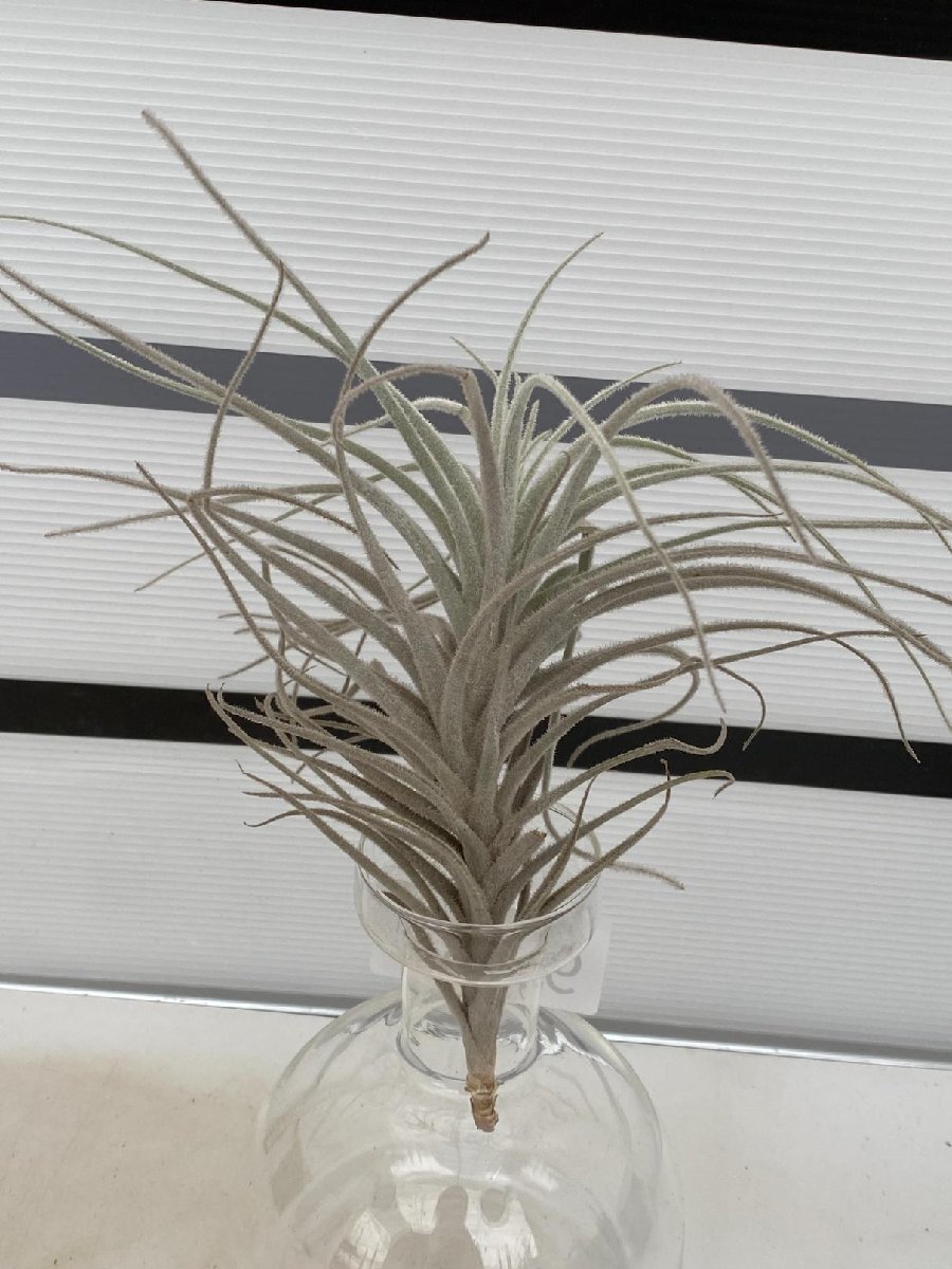 9433 「エアプランツ」tillandsia tectorum centro 抜き苗【・希少・美株・チランジア】の画像4