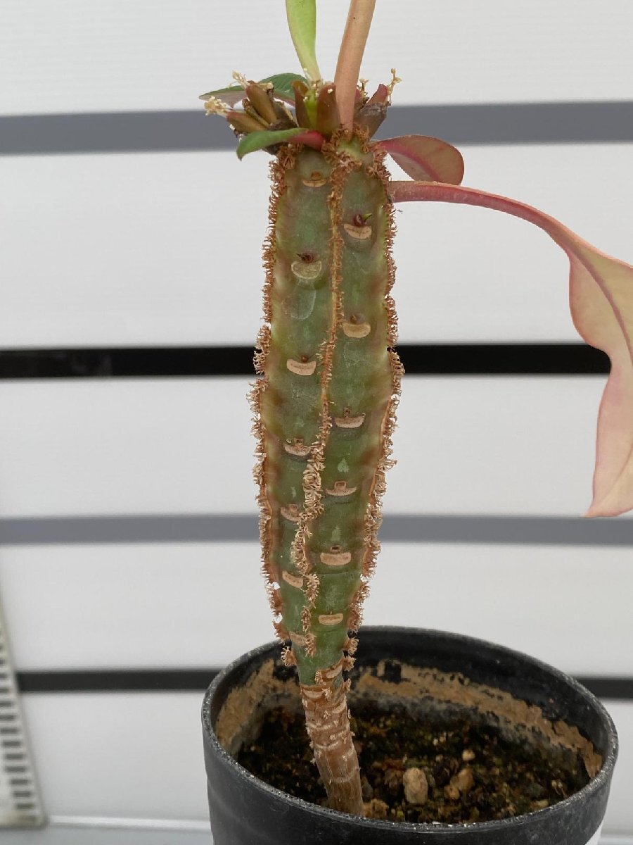 8135 「実生」ユーフォルビア レウコネウラ【種から発芽・白条キリン・Euphorbia leuconeura】の画像4