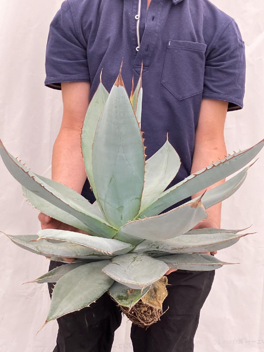 9656 「多肉植物」アガベ ホワイトアイス大 抜き苗【畑に地植え株・agave white ice】の画像5