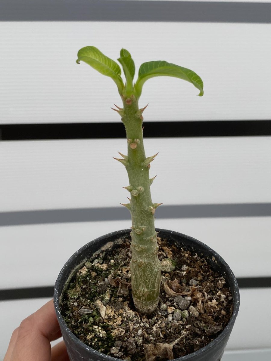 8137 「実生」パキポディウム ウィンゾリ 【種から発芽・発根・Pachypodium windsorii・塊根植物】の画像1