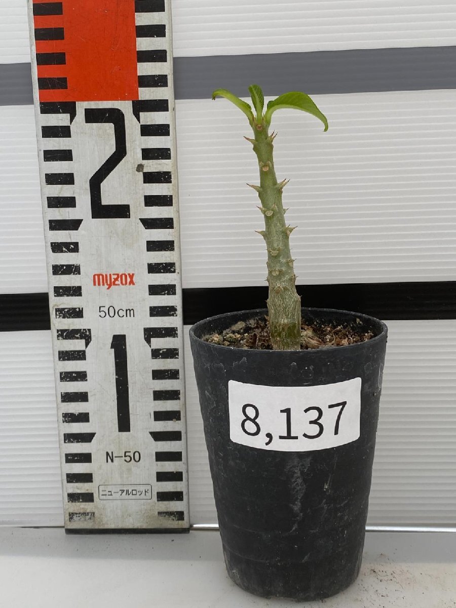 8137 「実生」パキポディウム ウィンゾリ 【種から発芽・発根・Pachypodium windsorii・塊根植物】の画像6