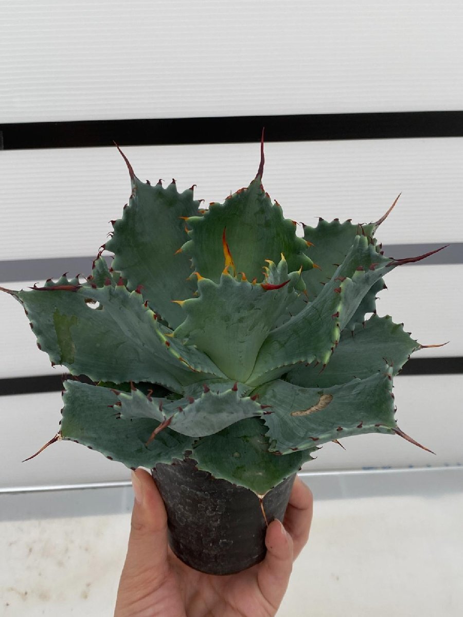 8071 「多肉植物」アガベ ポタトラム “スポーン” 【発根・リュウゼツラン・ Agave potatorum “spawn”・残り僅か】の画像2