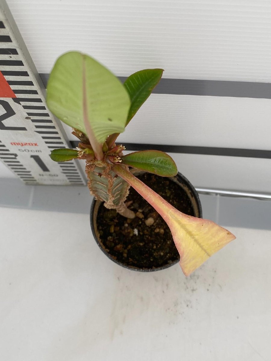 8135 「実生」ユーフォルビア レウコネウラ【種から発芽・白条キリン・Euphorbia leuconeura】の画像7