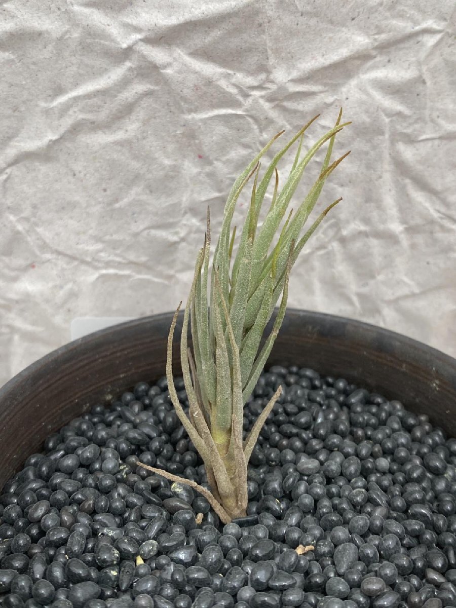 9352 「エアプランツ」tillandsia heteromorpha × kirschnekii 抜き苗【・希少・チランジア】_画像3