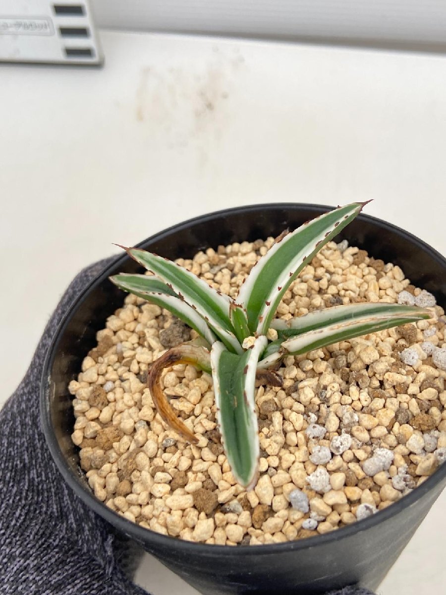 8574 「激レア高級品種」アガベ 氷山 【発根未確認・ササノユキ笹の雪・ Agave victoriae-reginae 'Hyouzan'】の画像2