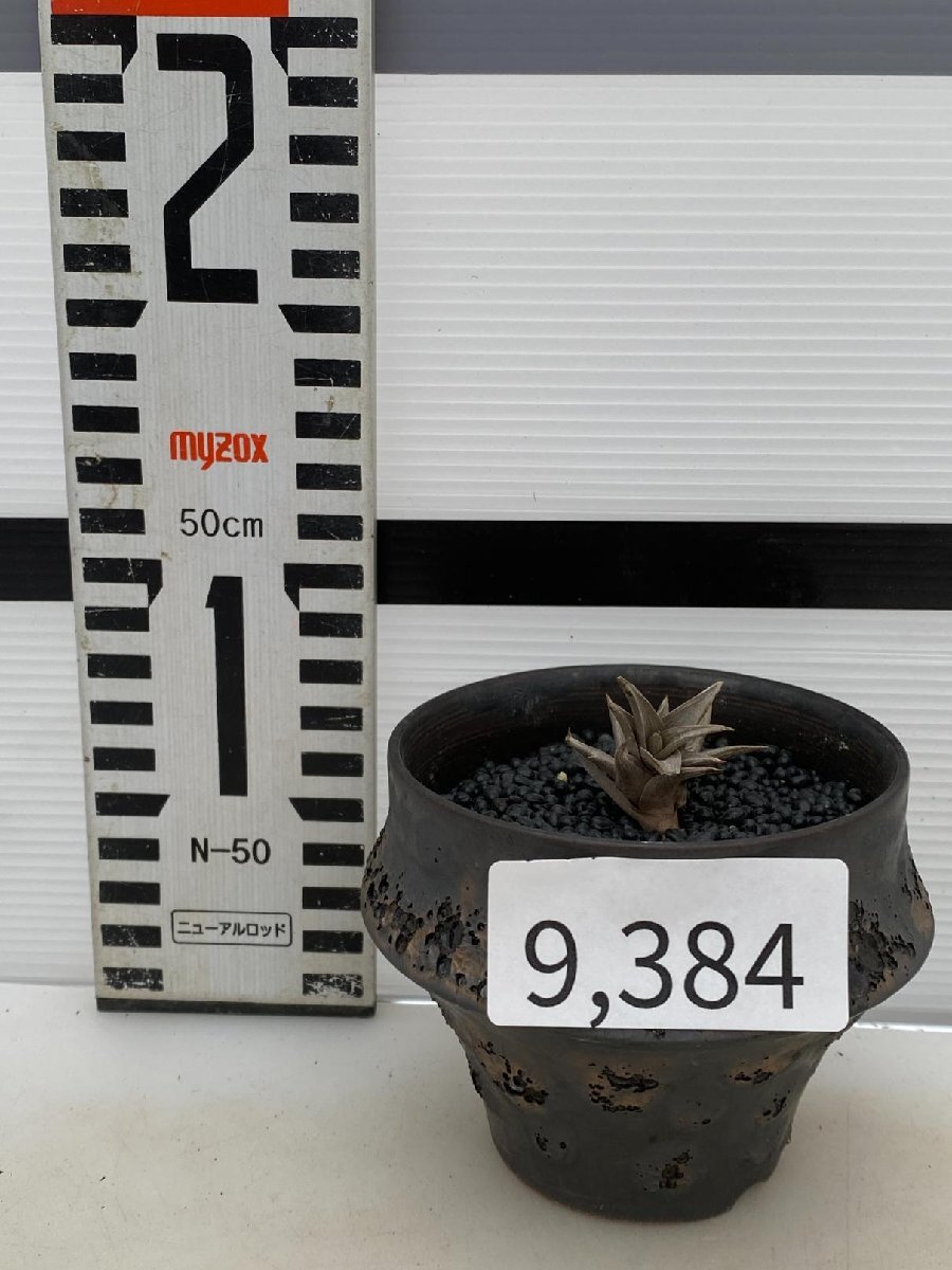 9384 「エアプランツ」tillandsia latifolia × peiranoi 抜き苗【・希少・美株・チランジア】の画像5