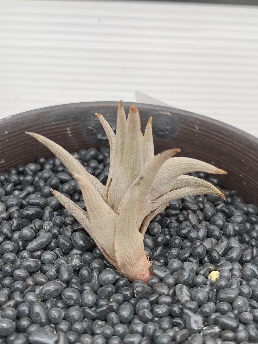 9380 「エアプランツ」tillandsia latifolia × peiranoi 抜き苗【・希少・美株・チランジア】_画像3