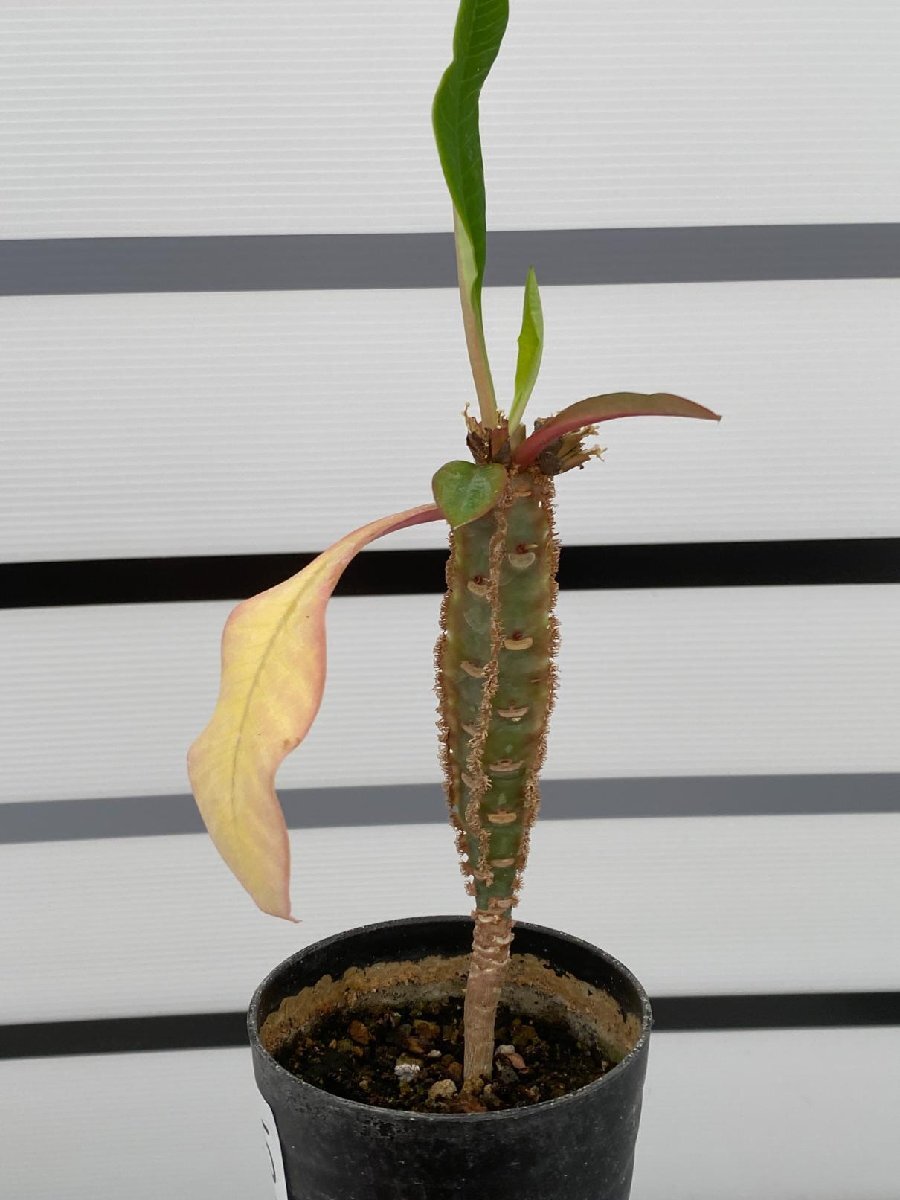 8135 「実生」ユーフォルビア レウコネウラ【種から発芽・白条キリン・Euphorbia leuconeura】の画像2