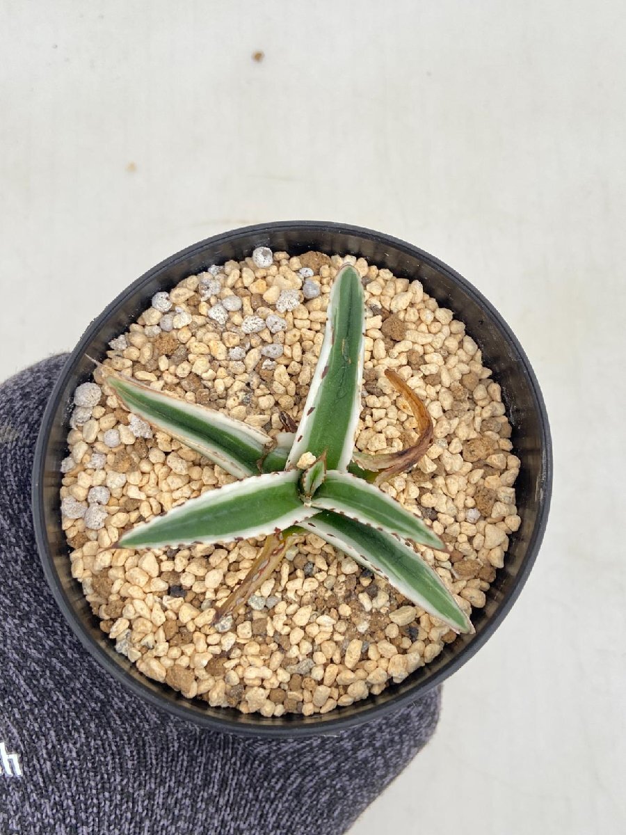 8574 「激レア高級品種」アガベ 氷山 【発根未確認・ササノユキ笹の雪・ Agave victoriae-reginae 'Hyouzan'】の画像4