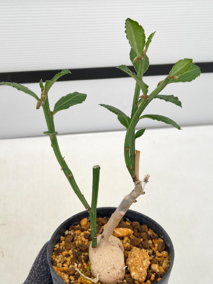 8450 「塊根植物」モナデニウム ストロニフェルム 植え【発根未確認・多肉植物・Monadenium stoloniferum】_画像2