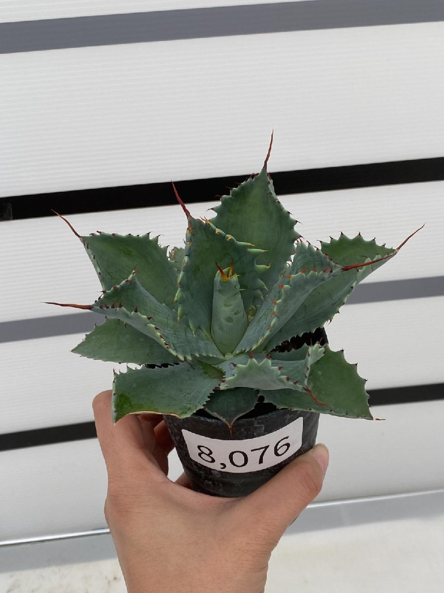 8076 「多肉植物」アガベ ポタトラム “スポーン” 【発根・リュウゼツラン・ Agave potatorum “spawn”・残り僅か】の画像1