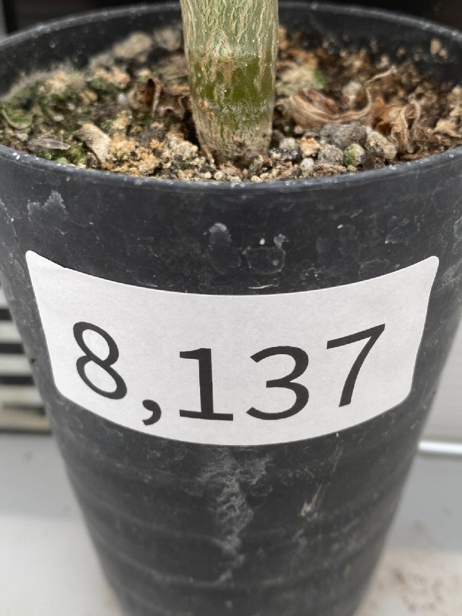8137 「実生」パキポディウム ウィンゾリ 【種から発芽・発根・Pachypodium windsorii・塊根植物】の画像5