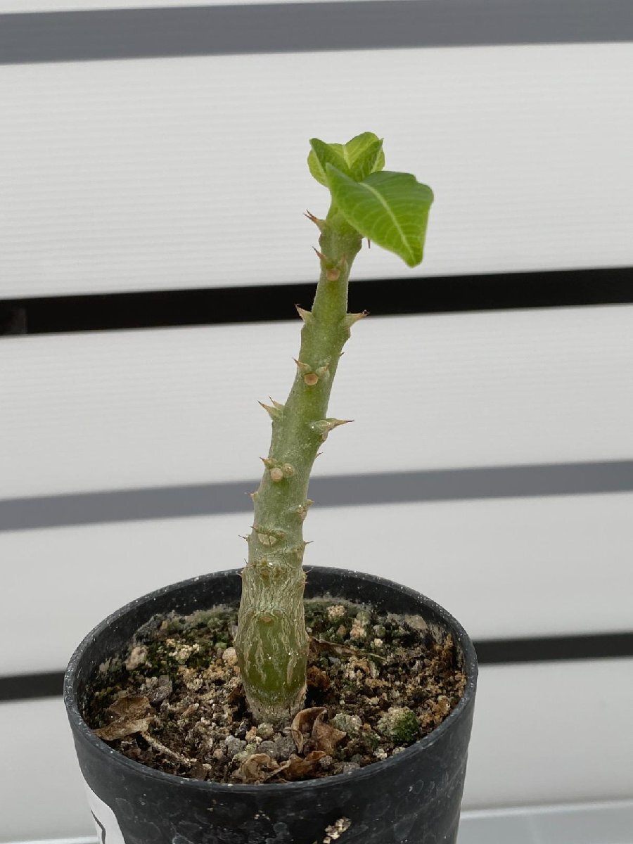 8137 「実生」パキポディウム ウィンゾリ 【種から発芽・発根・Pachypodium windsorii・塊根植物】の画像2