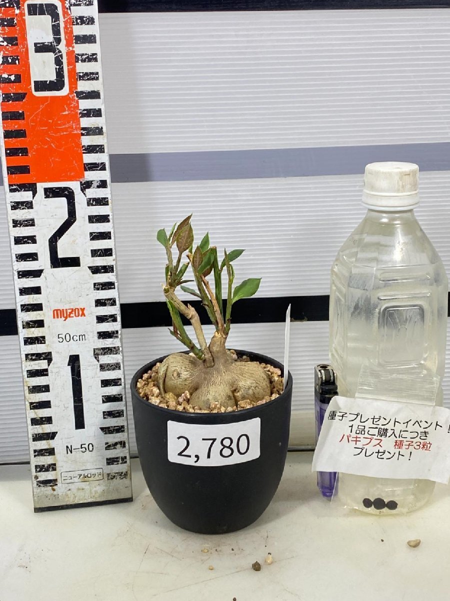 2780 「多肉植物I】モナデニウム モンタナム 植え【・発根・Monadenium montanum・購入でパキプス種子プレゼント】の画像1