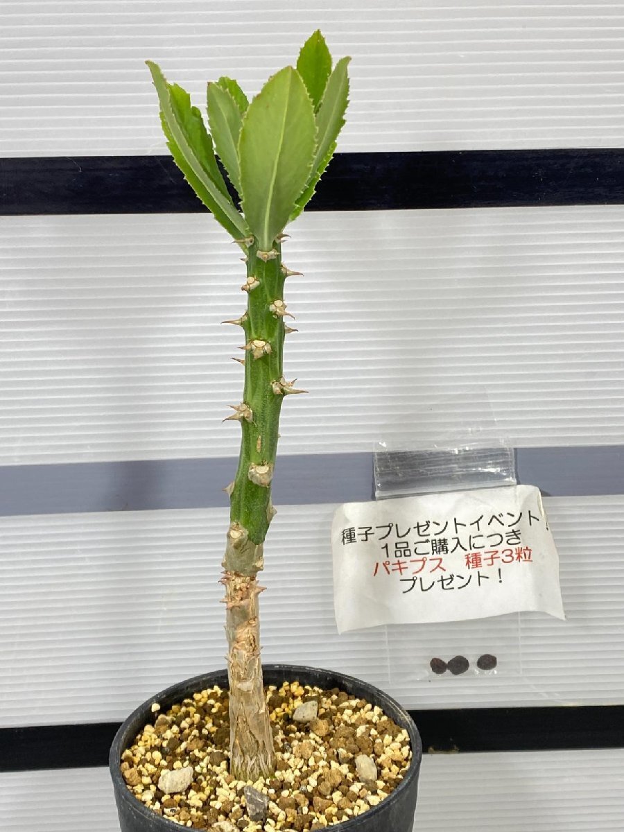 2820 「塊根植物」モナデニウム トーレイ 植え【発根・多肉植物・Monadenium torrei・購入でパキプス種子プレゼント】_画像5