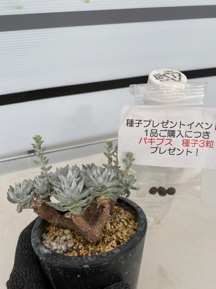 2734 「多肉植物」ダドレア グノマ 植え【発根未確認・Dudleya gnoma・検）グリーニー・購入でパキプス種子プレゼント】_画像5