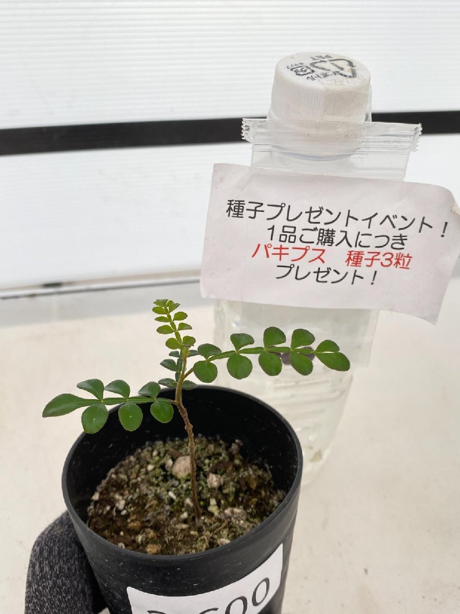 2600 「実生」オペルクリカリア パキプス ２年株【発根・Operculicarya pachypus・塊根植物・葉落する・購入でパキプス種子プレゼント】の画像1