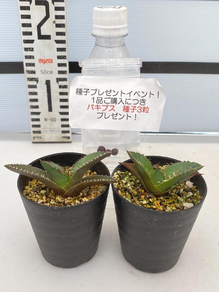 2470 「高級】アガベ チタノタ 蟹 2株セット【発根・多肉植物・超厳選極上子株・Agave titanota・購入でパキプス種子プレゼント】の画像2