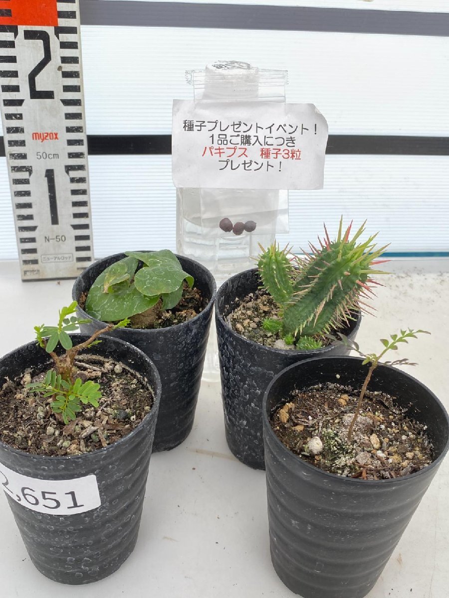 2651 「塊根植物」実生 4株セット【センナ・アフリカ亀甲竜・南アフリカ産不明種・パキプス・購入でパキプス種子プレゼント】_画像1