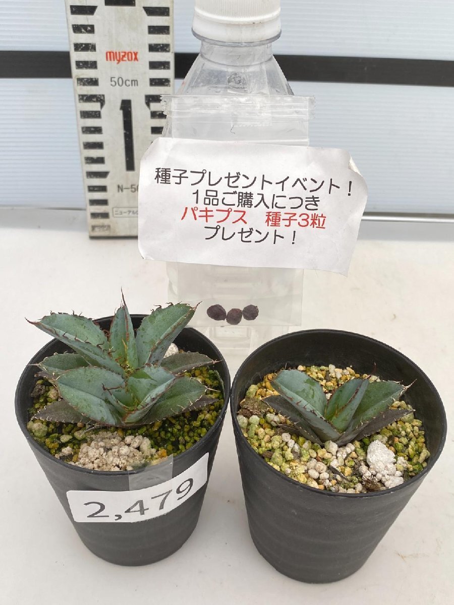 2479 「高級】アガベ チタノタ 藍鯨 2株セット【発根・超厳選極上子株・Agave titanota・購入でパキプス種子プレゼント】の画像1