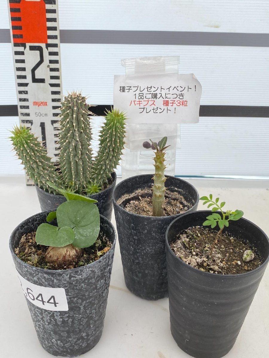 2644 「塊根植物」実生 4株セット【アフリカ亀甲竜・ポリゴナ・バロニー・パキプス・購入でパキプス種子プレゼント】の画像6