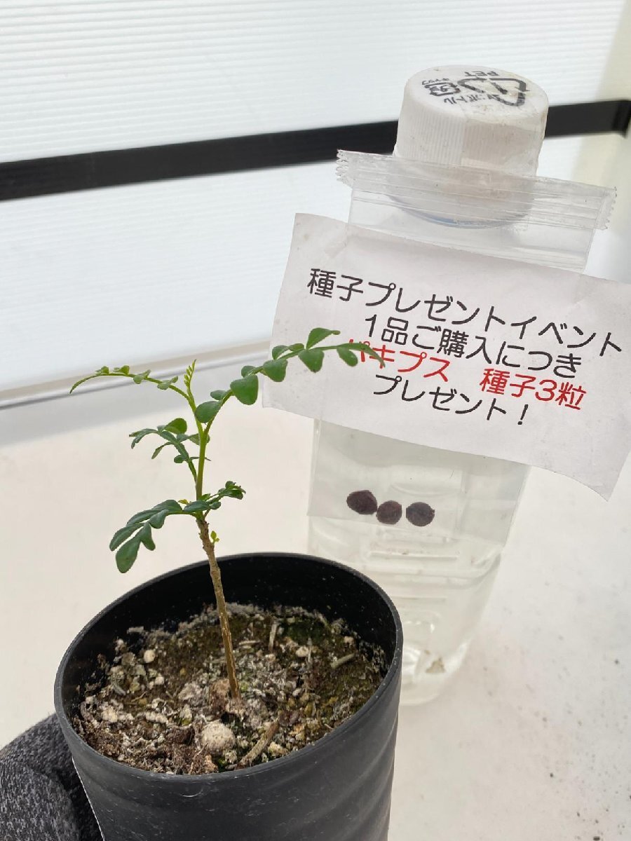 2606 「実生」オペルクリカリア パキプス ２年株【発根・Operculicarya pachypus・塊根植物・葉落する・購入でパキプス種子プレゼント】の画像1