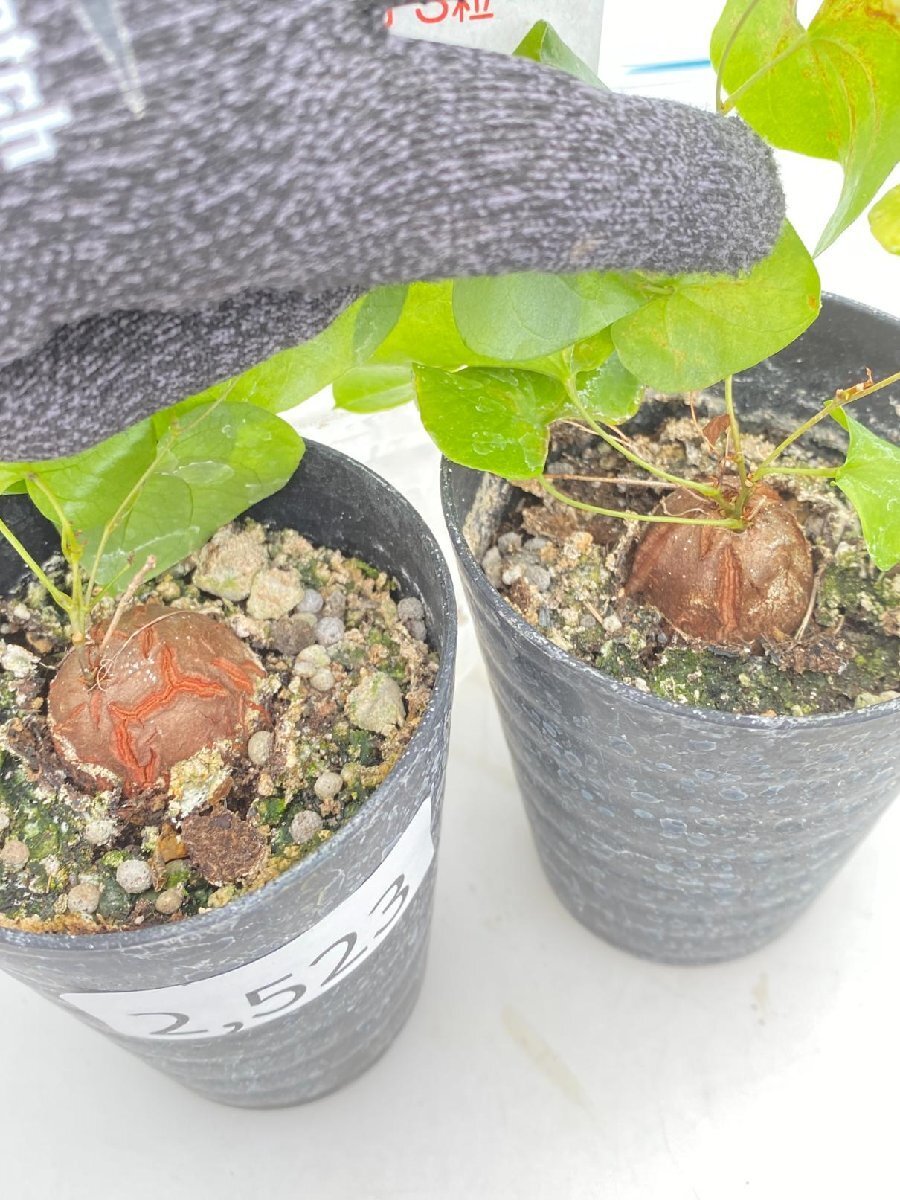 2523 「実生」ディオスコレア アフリカ亀甲竜 2株セット【発根・Dioscorea elephantipes・美株 ・購入でパキプス種子プレゼント】の画像2